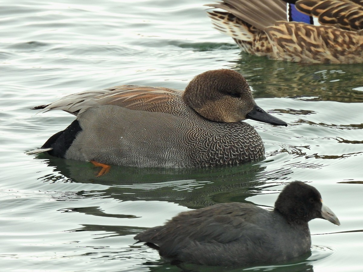 Gadwall - ML646201154