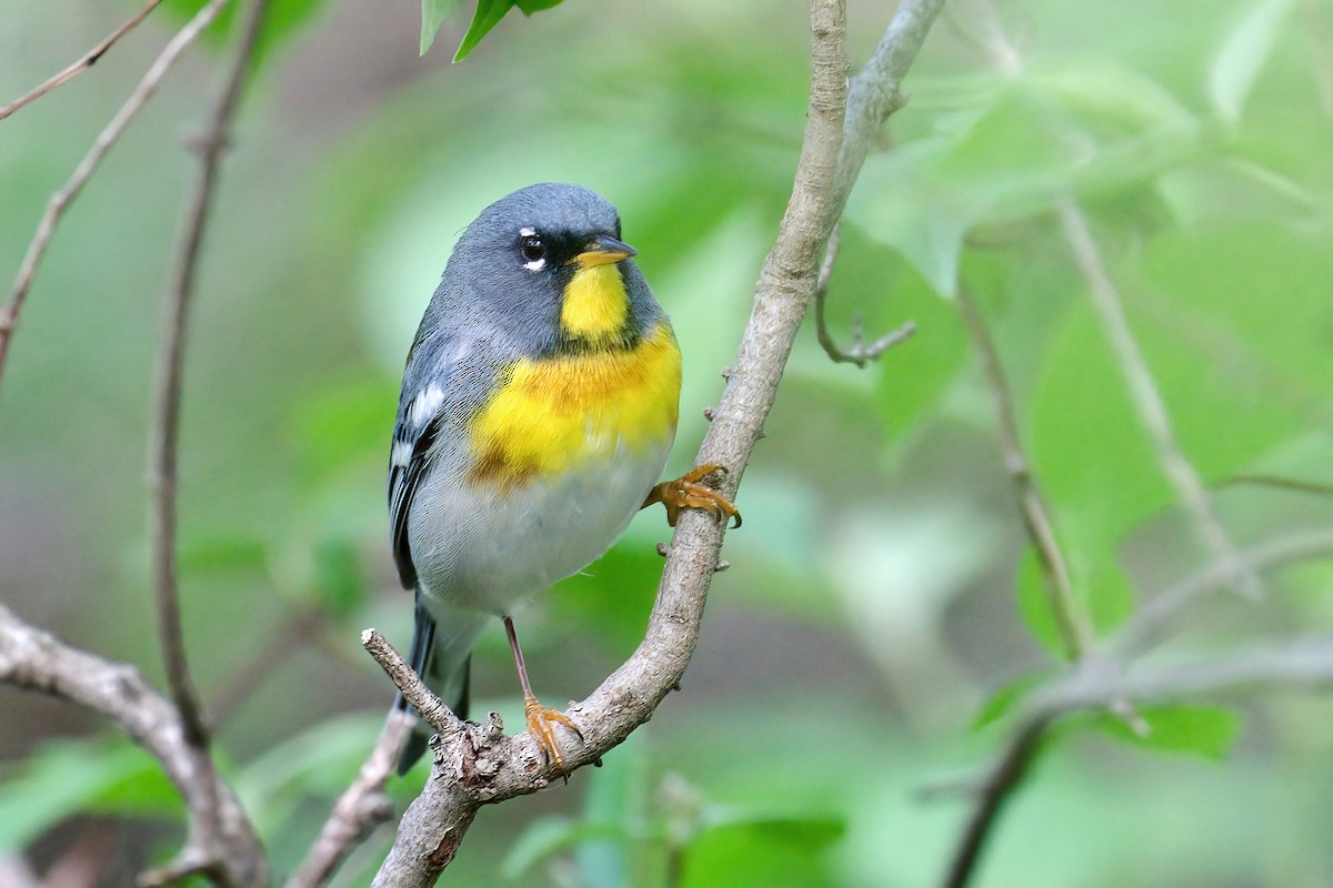 Очковая древесница - ML646201156