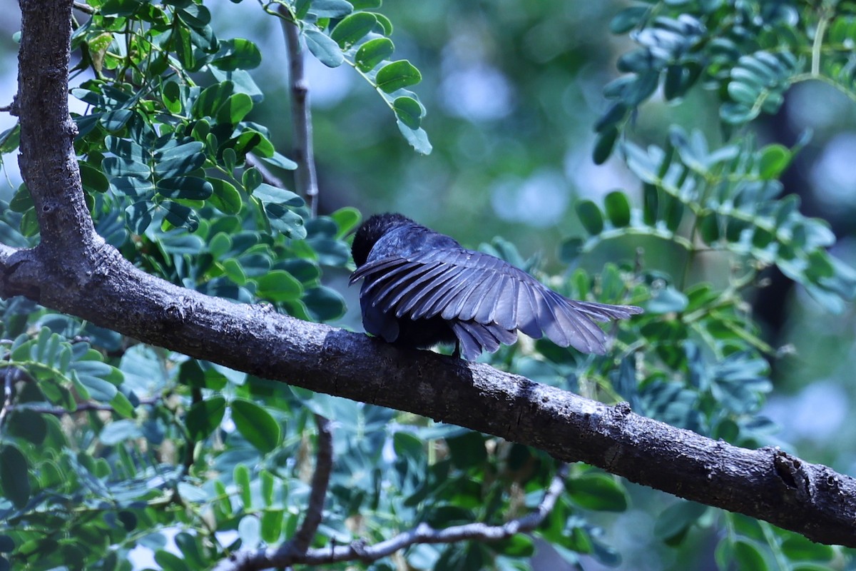 Malagasy Bulbul - ML646201157