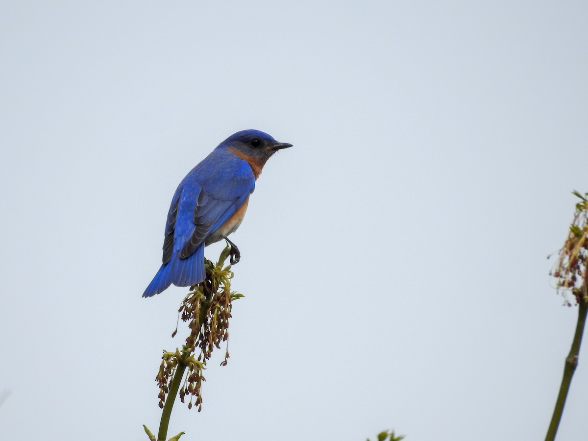 salašník modrý - ML646201159