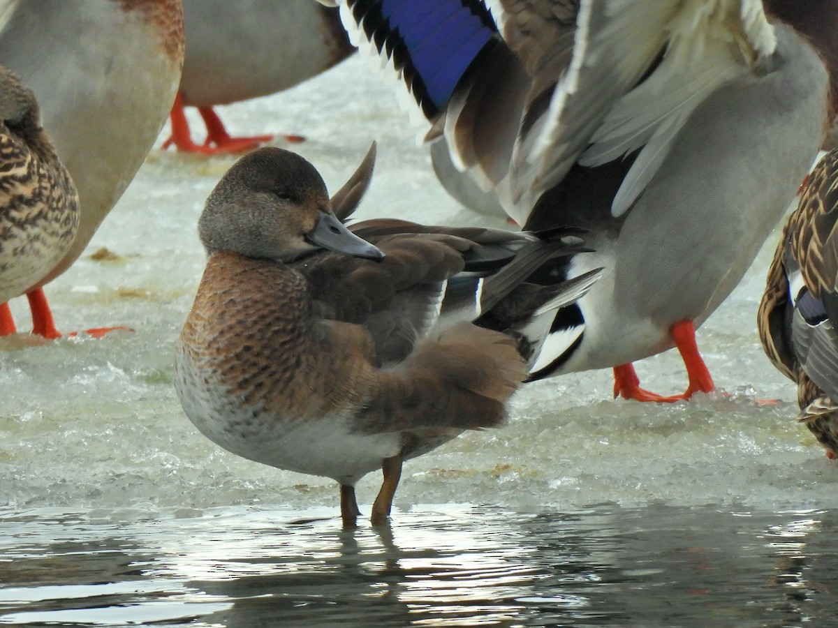 American Wigeon - ML646201160