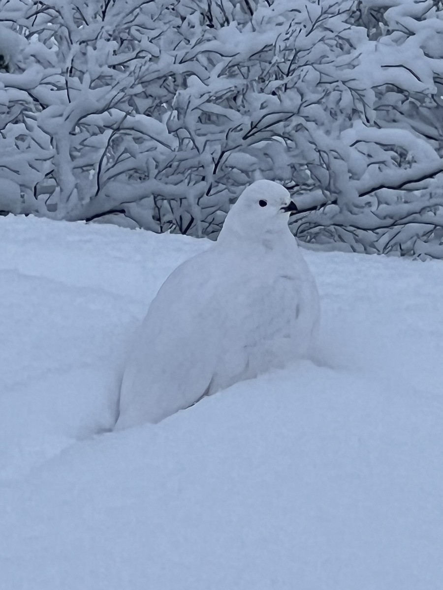 Moorschneehuhn - ML646201161