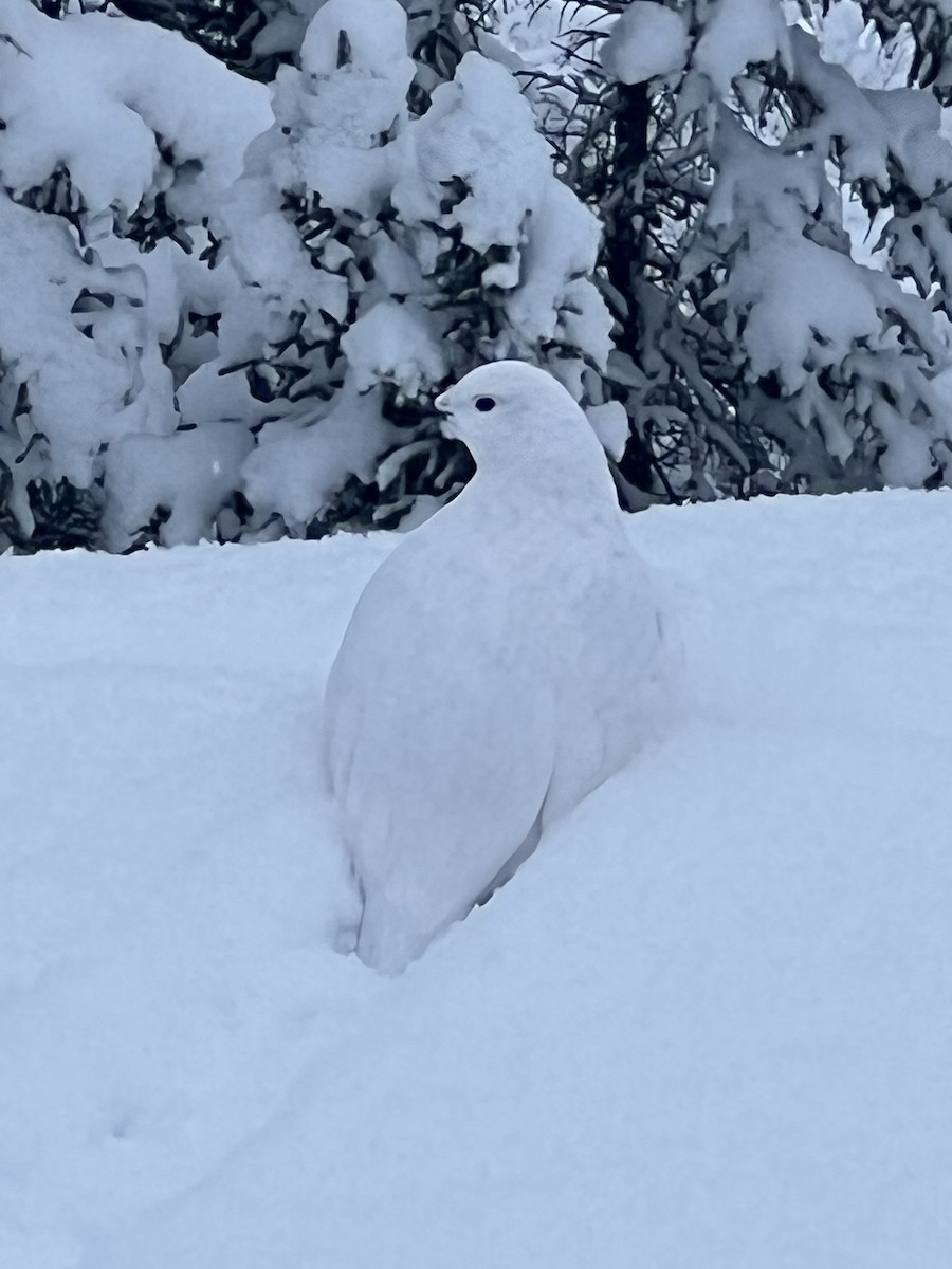 Moorschneehuhn - ML646201162