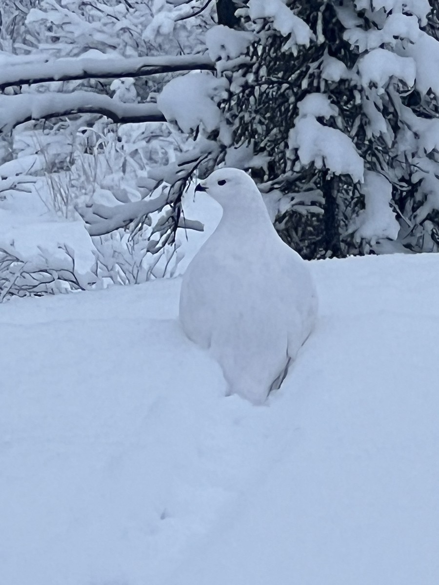 Moorschneehuhn - ML646201163