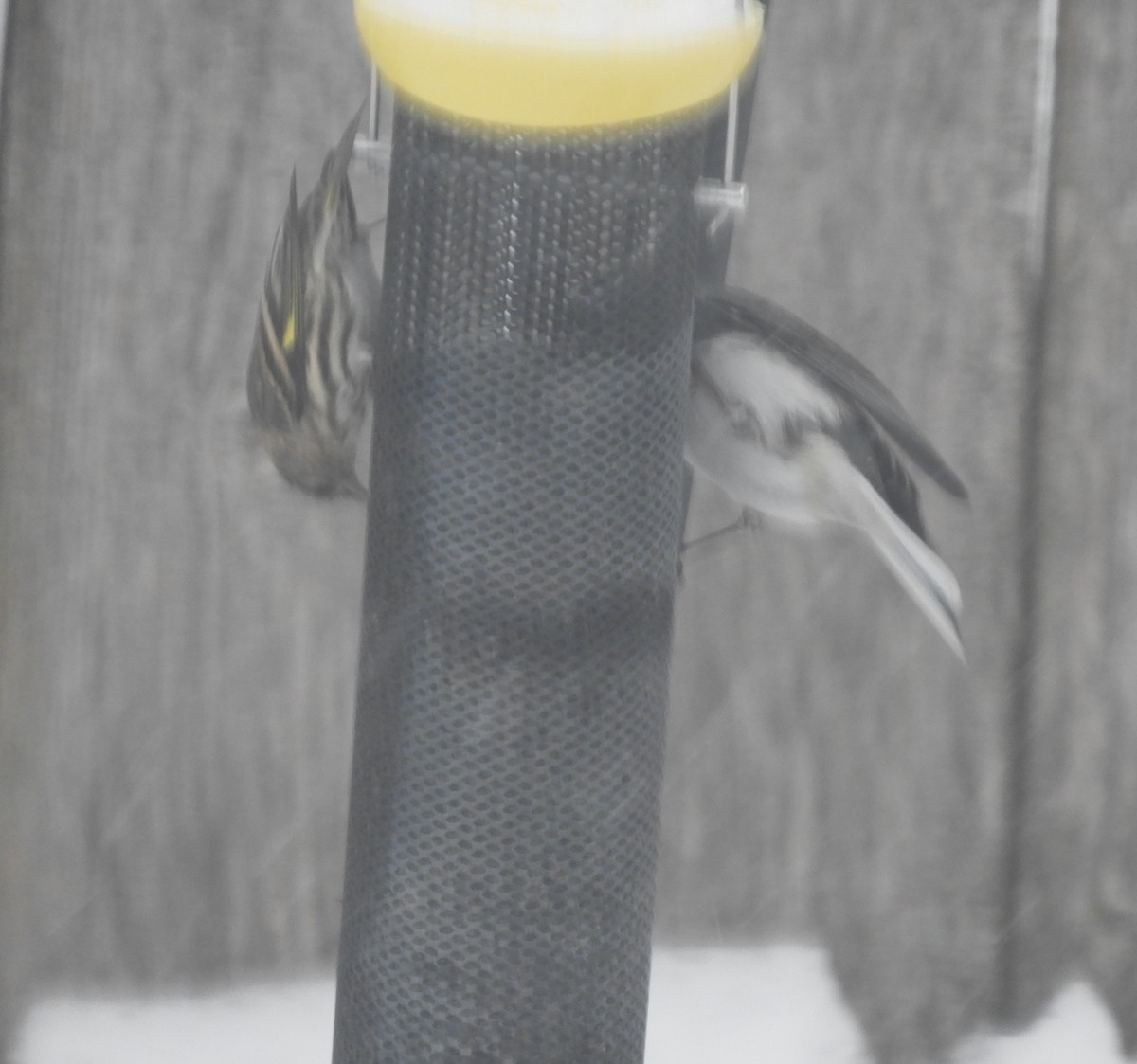 Pine Siskin - ML646201164