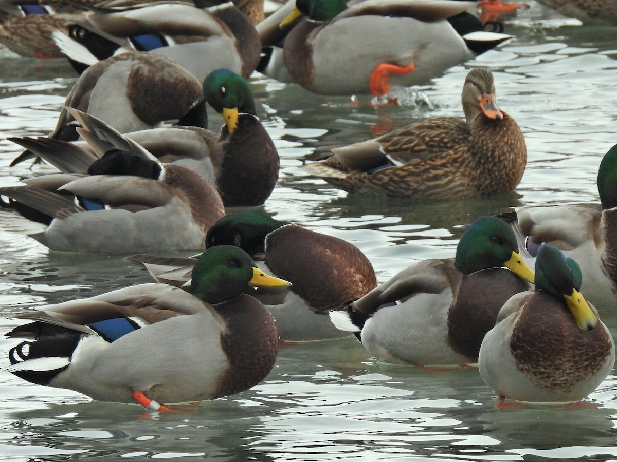 Mallard - ML646201172