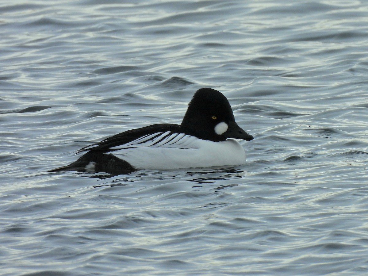 Common Goldeneye - ML646201173