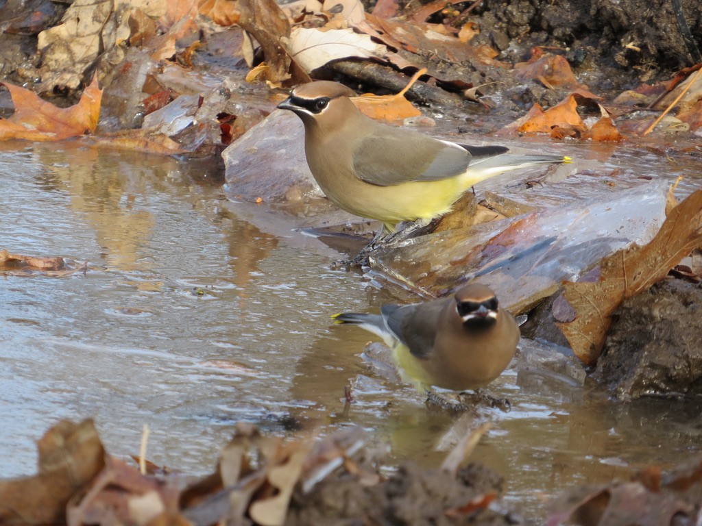 Cedar Waxwing - ML646201175