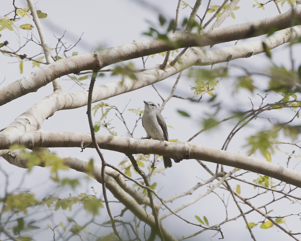 Ashy Flycatcher - ML646201179