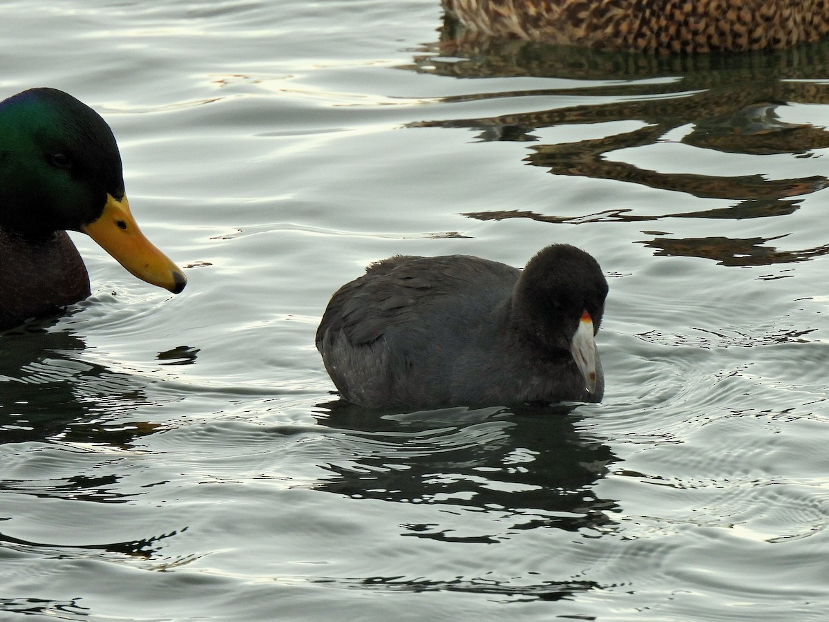 American Coot - ML646201180