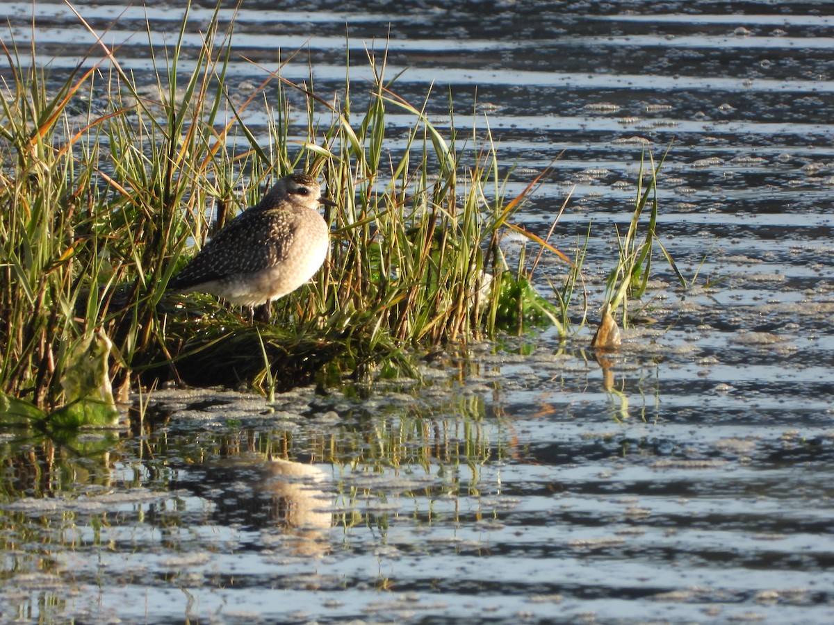American Golden-Plover - ML646201183