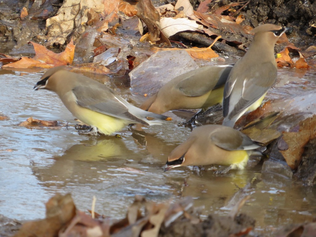 Cedar Waxwing - ML646201185