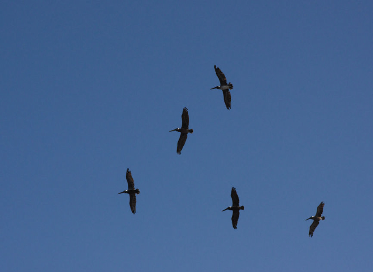 Brown Pelican - ML646201191