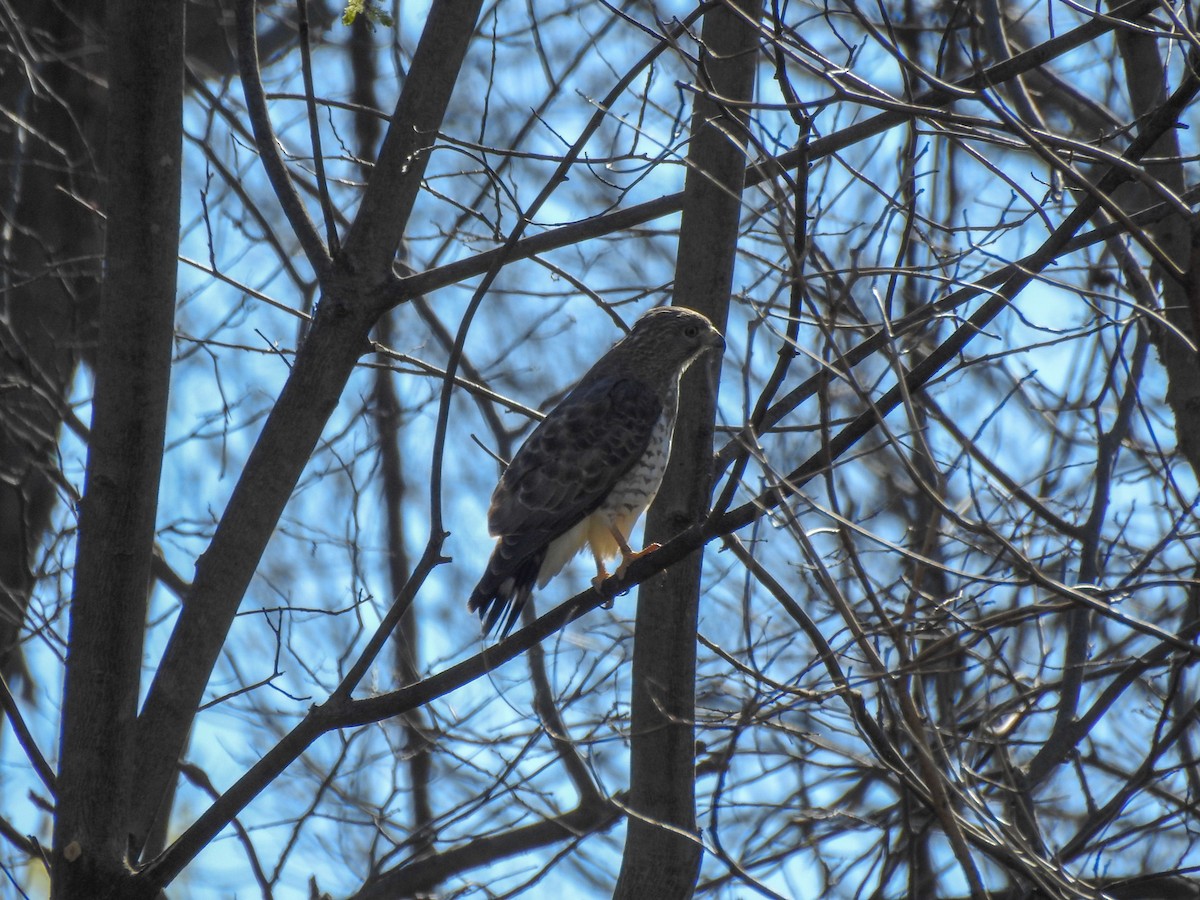 Broad-winged Hawk - ML646201192