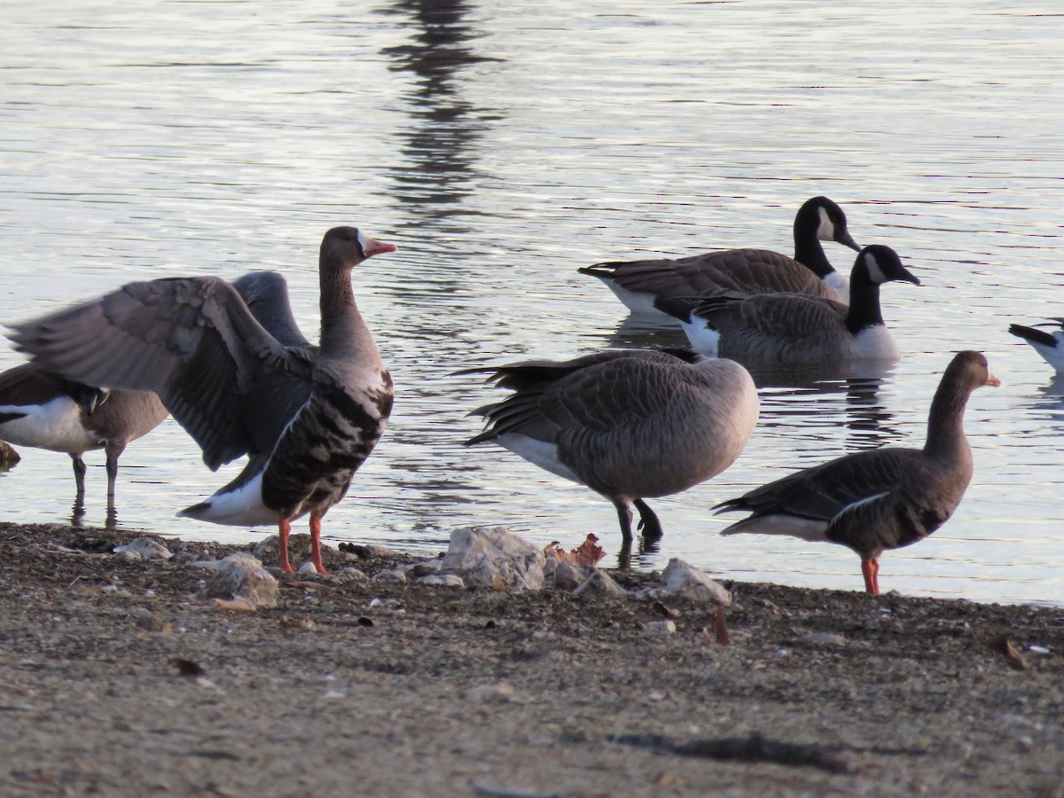 Greater White-fronted Goose - ML646201194