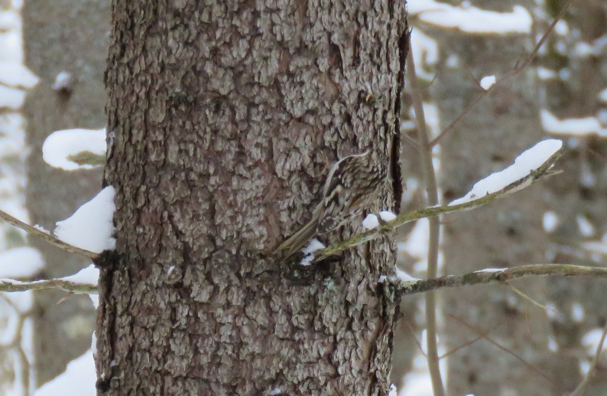 Brown Creeper - ML646201195
