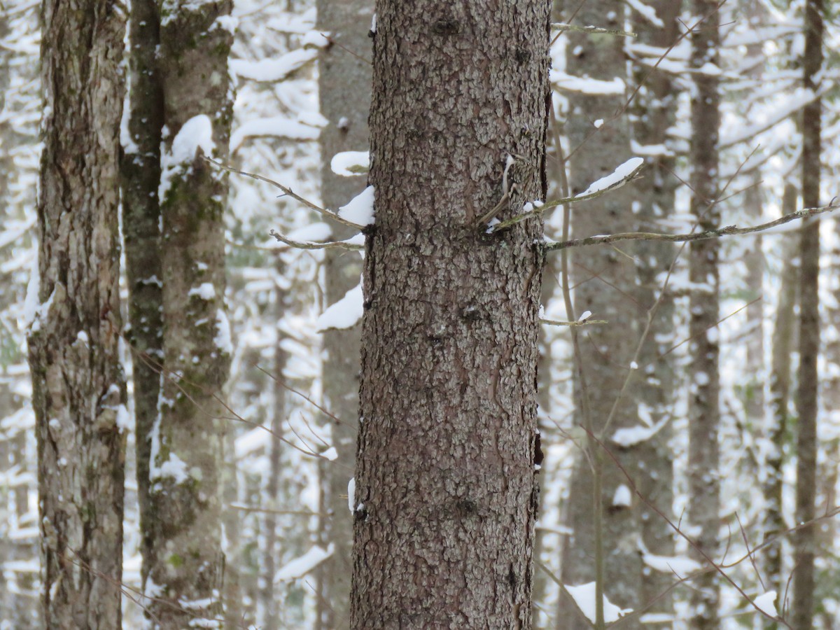 Brown Creeper - ML646201196