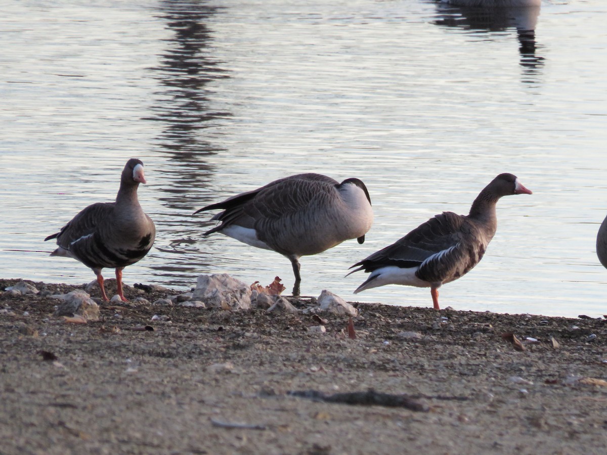 Greater White-fronted Goose - ML646201203