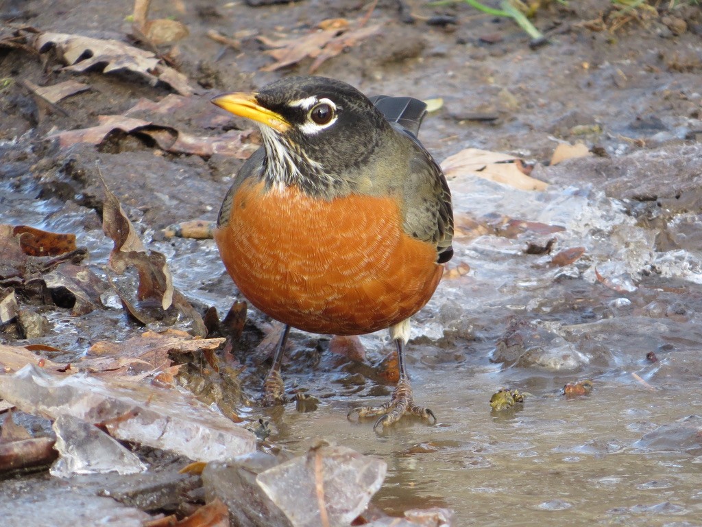 American Robin - ML646201206