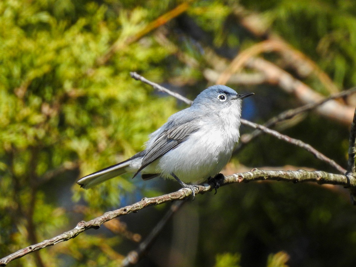 Blue-gray Gnatcatcher - ML646201216