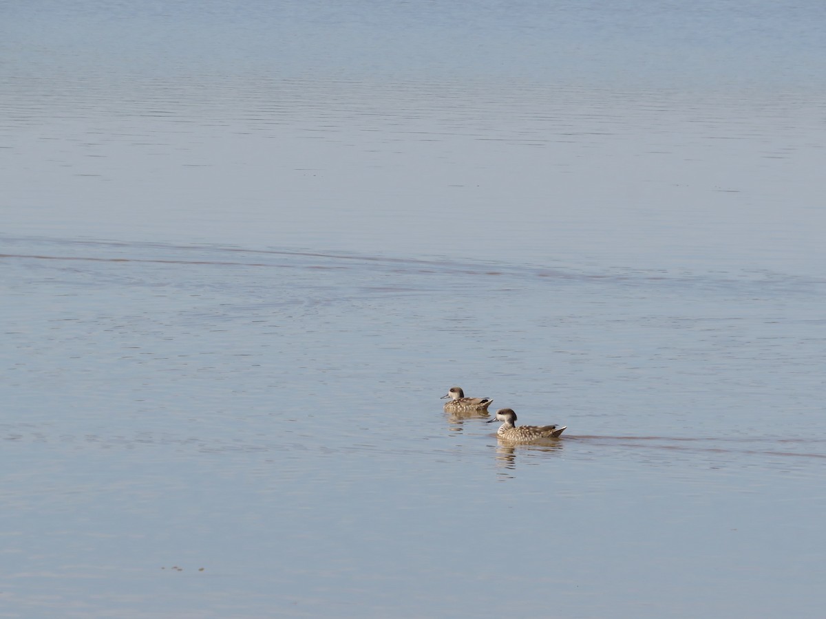 Мраморный чирок - ML646201217