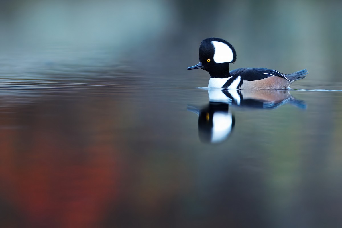 Капюшоновый крохаль - ML646201218