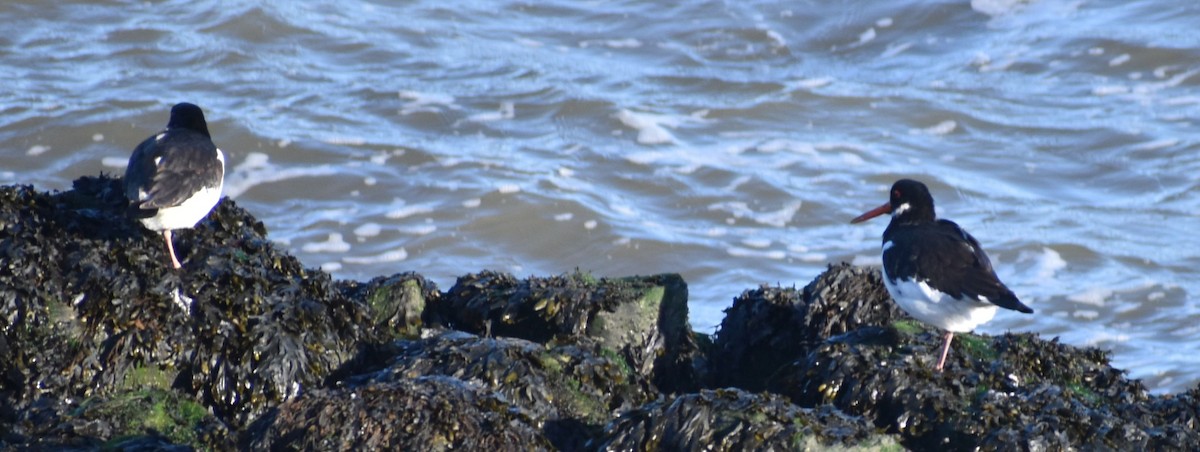 Кулик-сорока - ML646201224