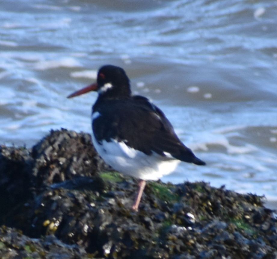 Кулик-сорока - ML646201225