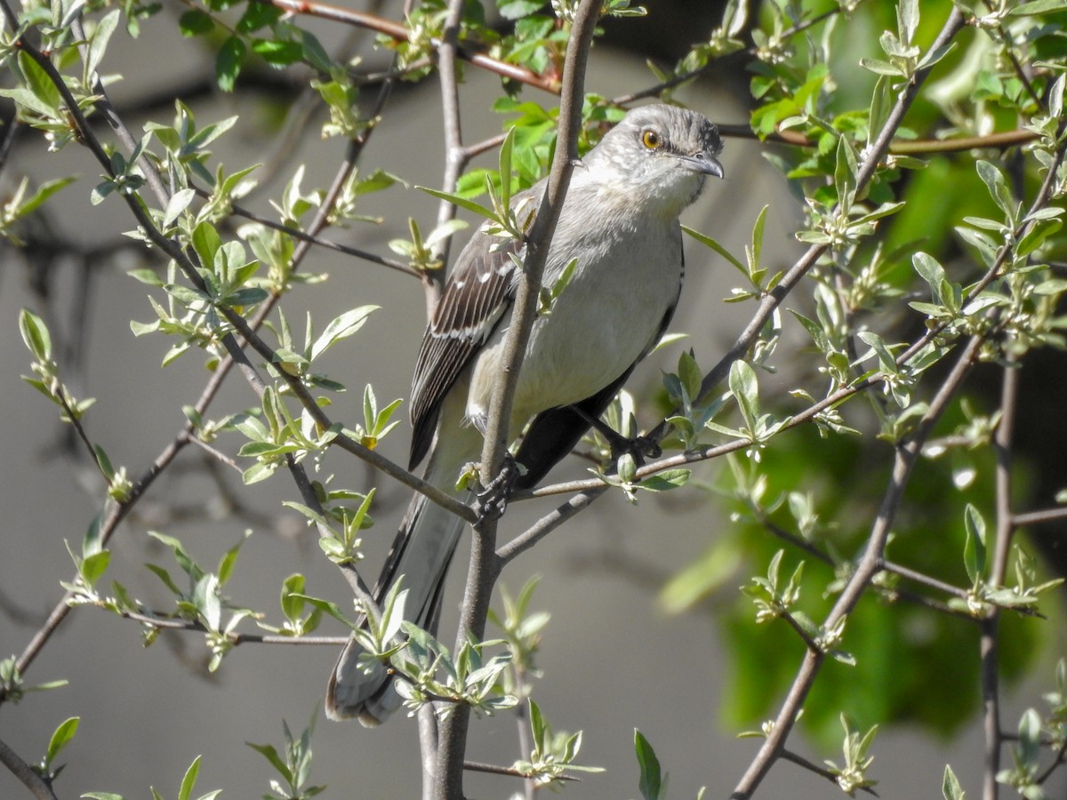 Многоголосый пересмешник - ML646201226