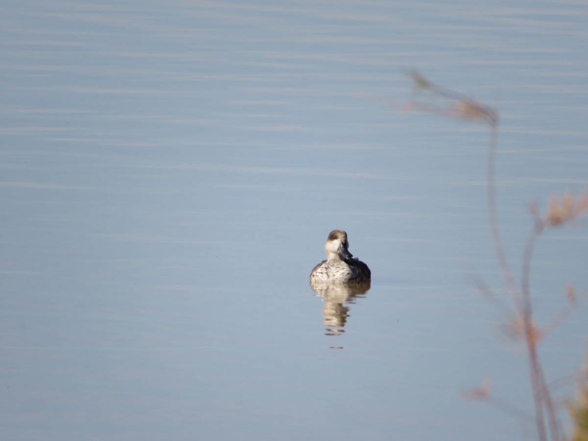 Мраморный чирок - ML646201227