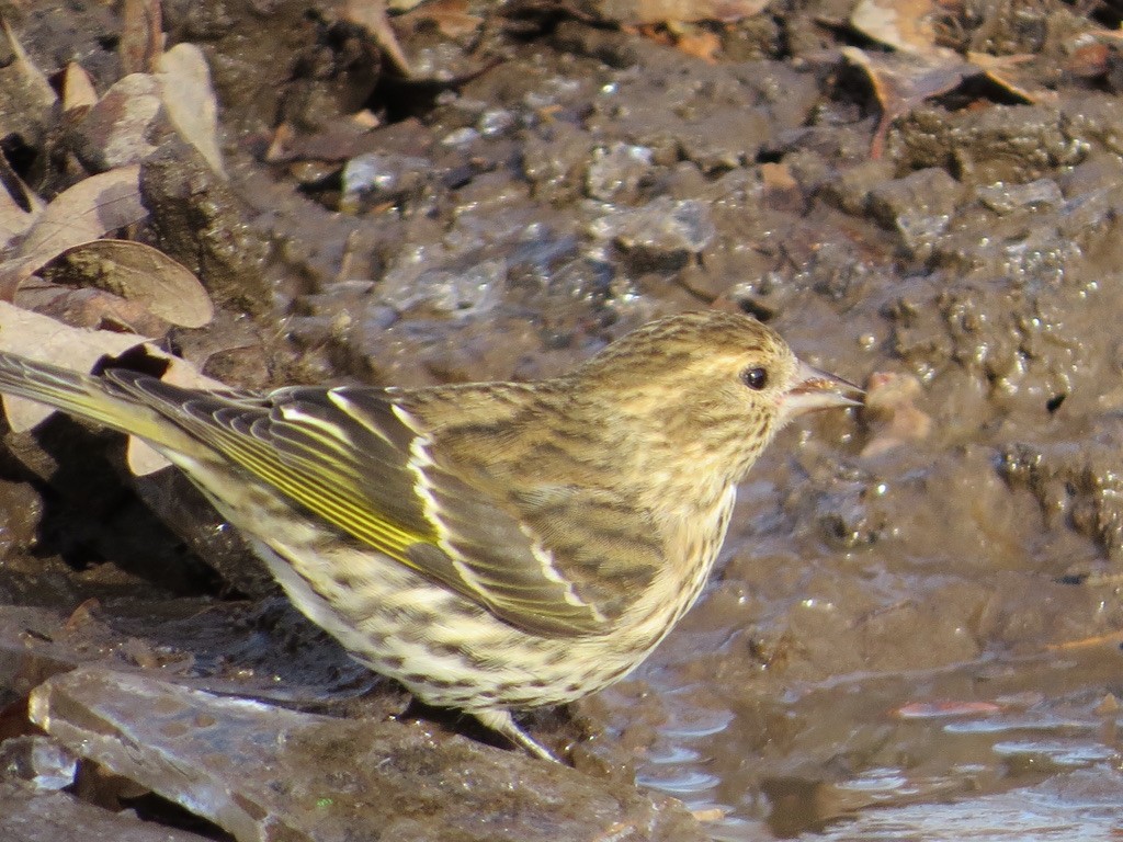 Pine Siskin - ML646201228
