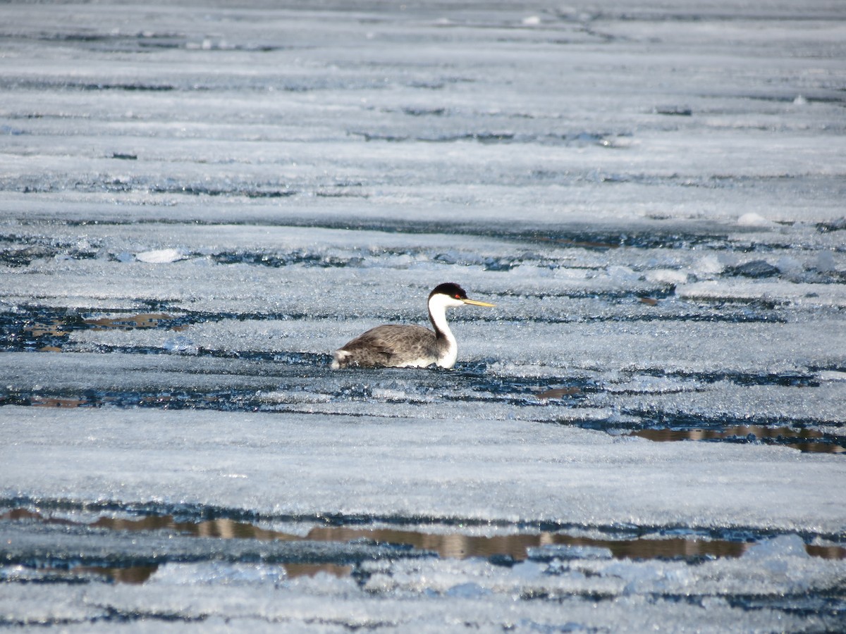 Западная поганка - ML646201229
