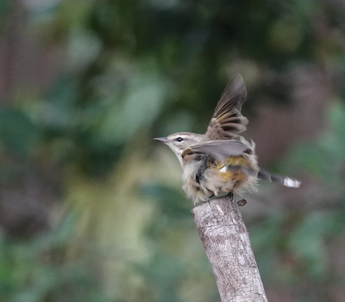 Пальмовая древесница - ML646201230