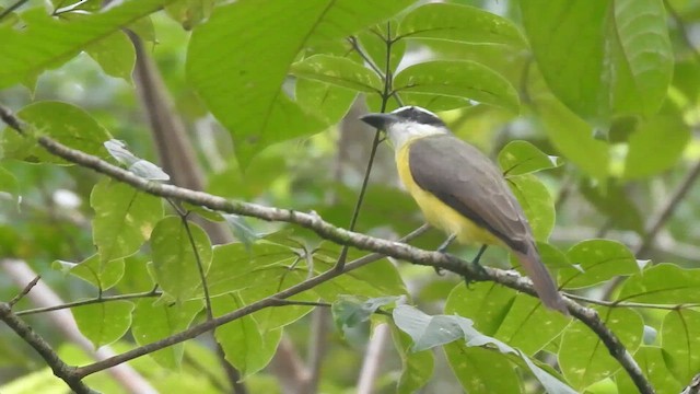 Челноклювый бентеви - ML646201231