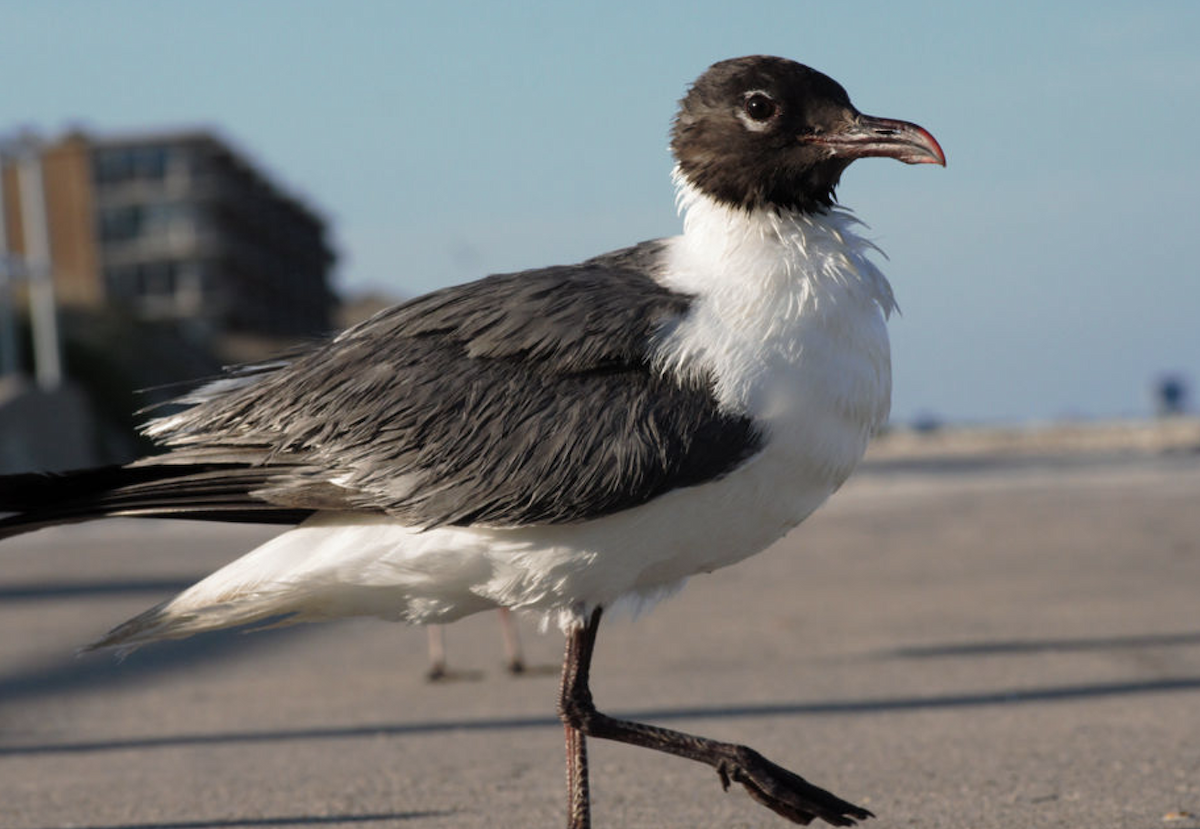 Ацтекская чайка - ML646201232