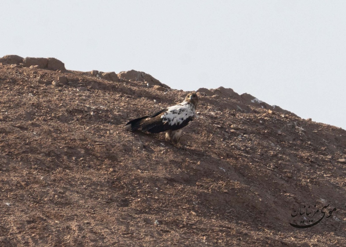 Steppe Eagle - ML646201233