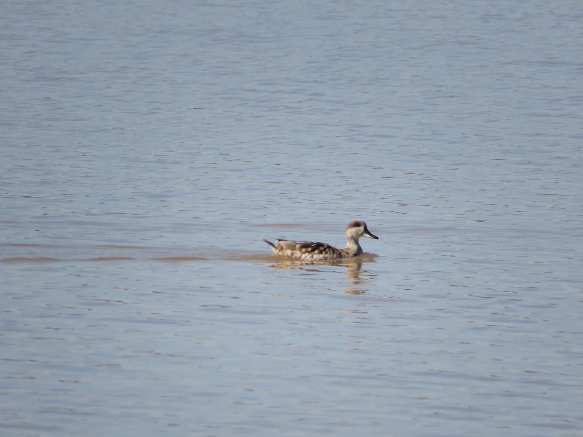 Мраморный чирок - ML646201234