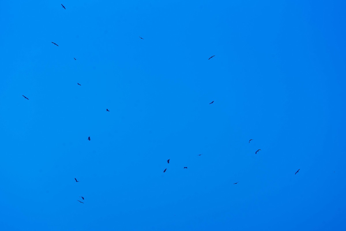 Steppe Eagle - ML646201235