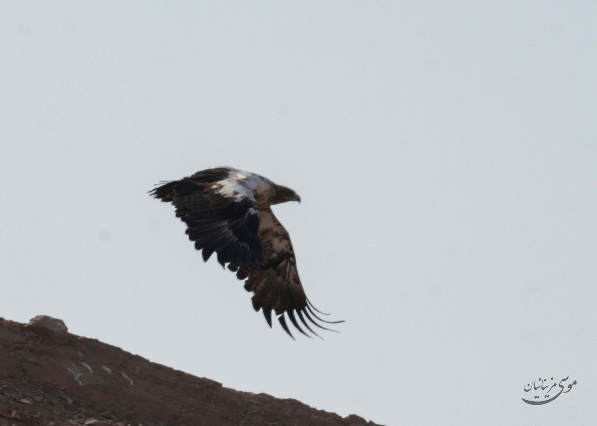Steppe Eagle - ML646201236