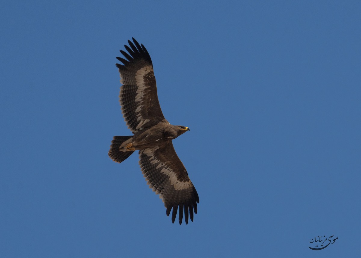 Steppe Eagle - ML646201237