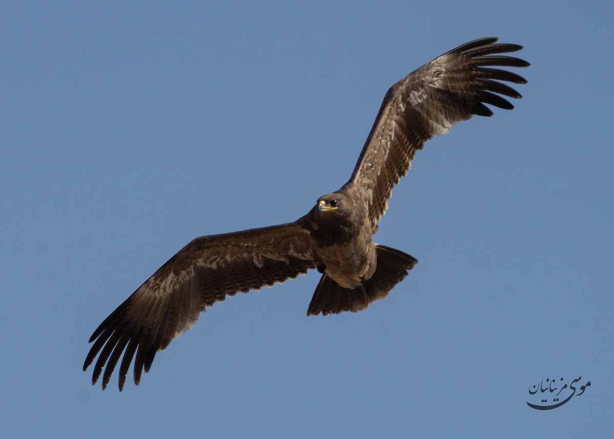 Steppe Eagle - ML646201238