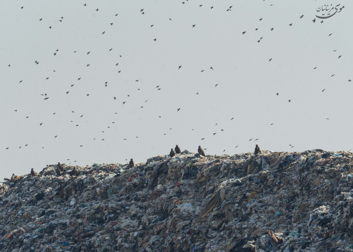 Steppe Eagle - ML646201239