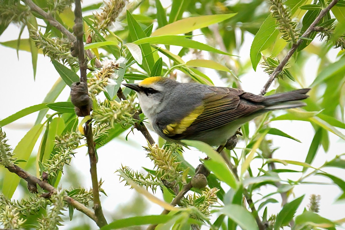 Желтокрылая x Голубокрылая червеедка (гибрид, Brewster's) - ML646201240