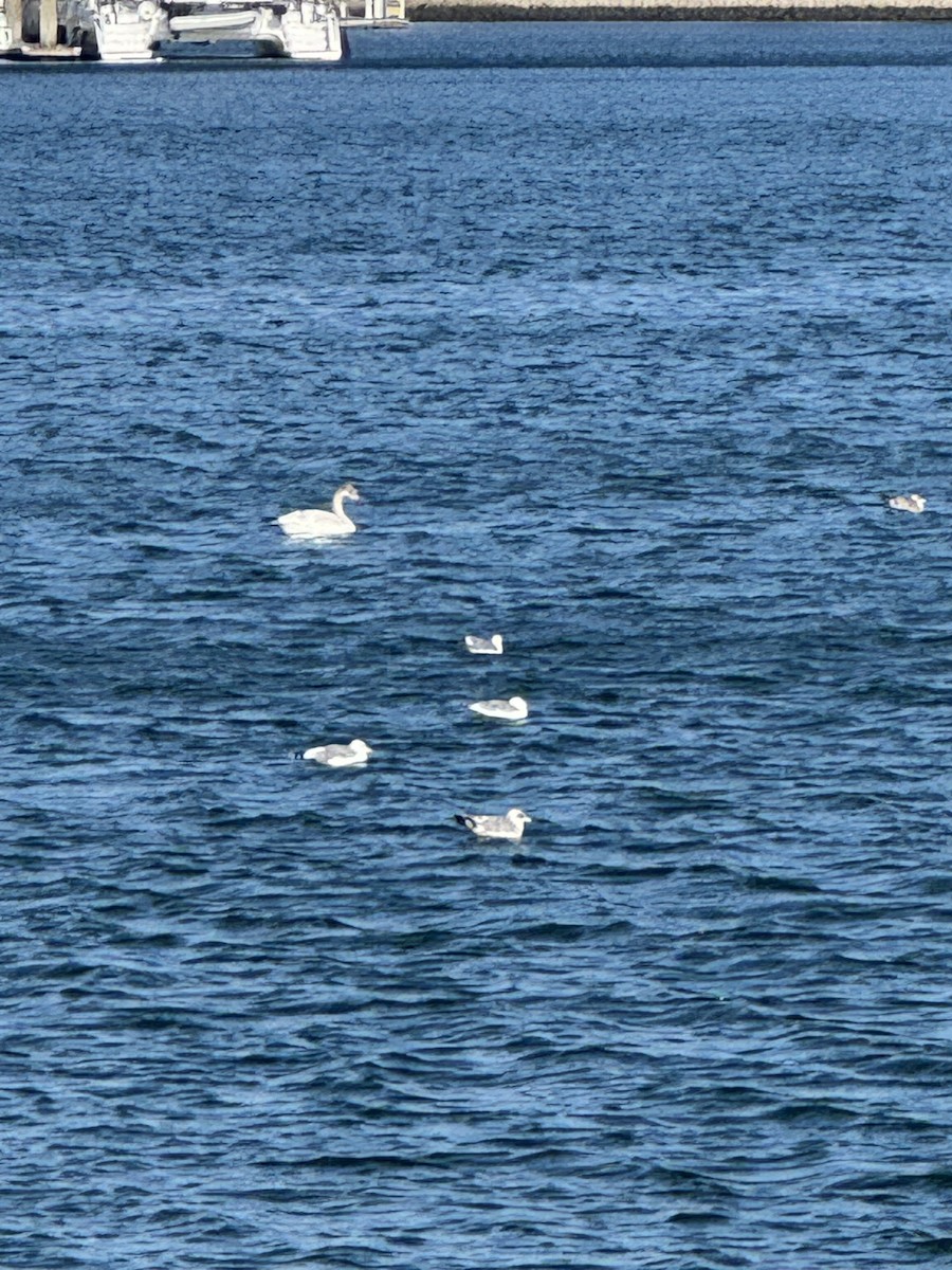 Американский лебедь - ML646201241