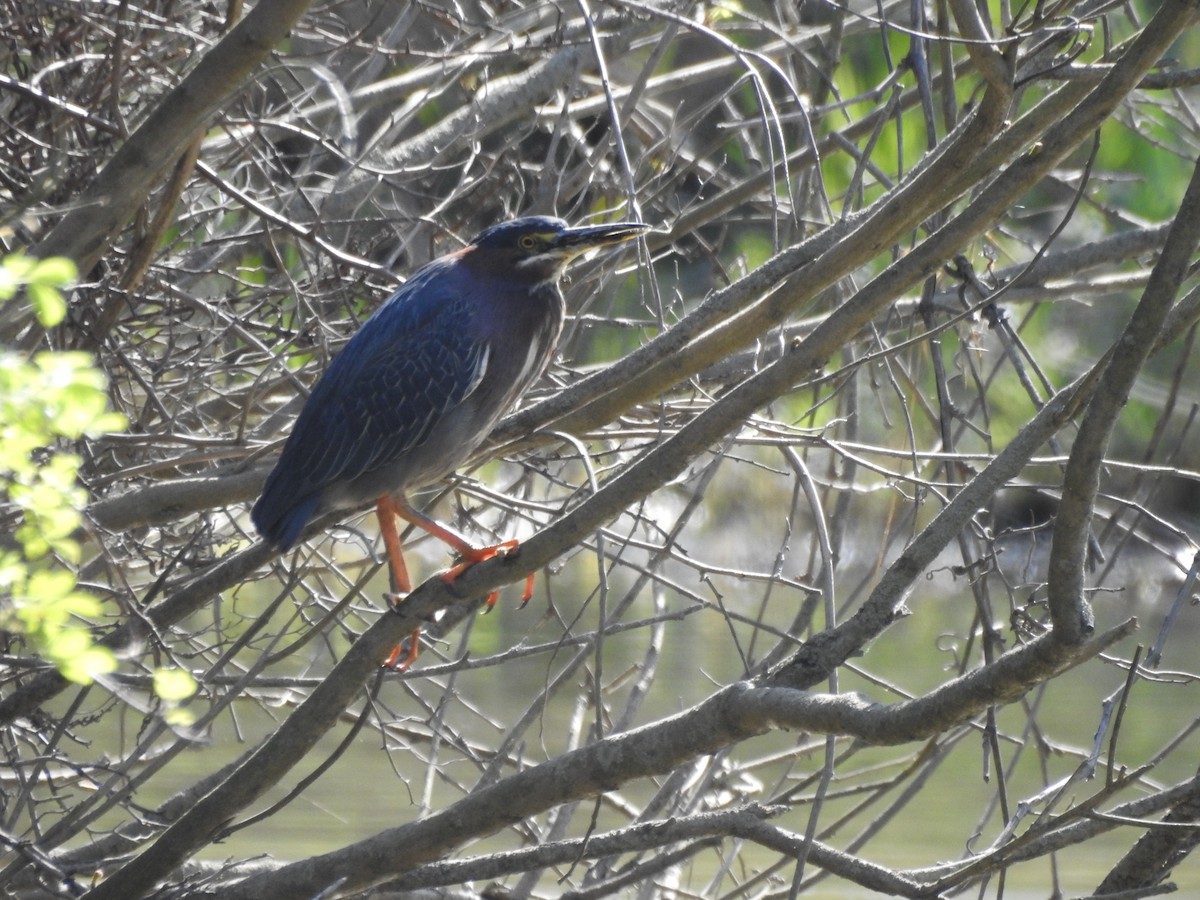 Зеленоспинная цапля - ML646201242