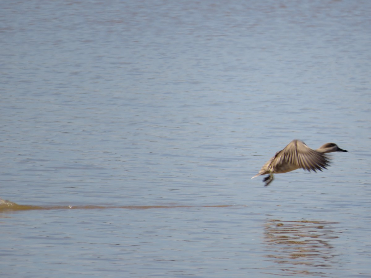 Мраморный чирок - ML646201243