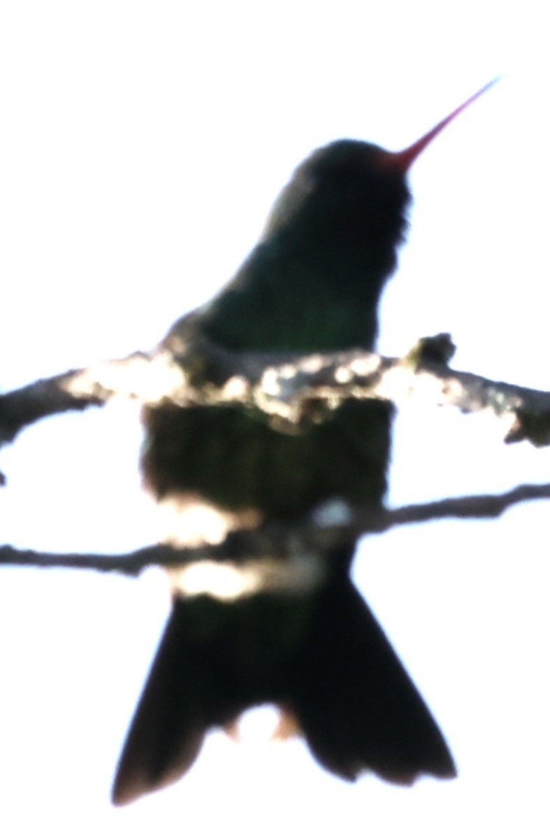 Сверкающий изумруд - ML646201245