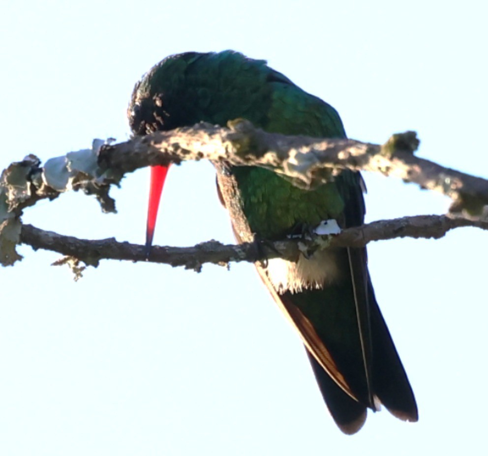 Сверкающий изумруд - ML646201246