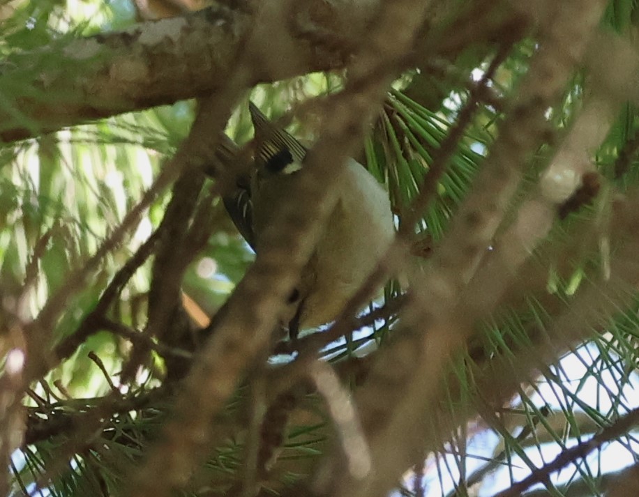 Желтоголовый королёк - ML646201247