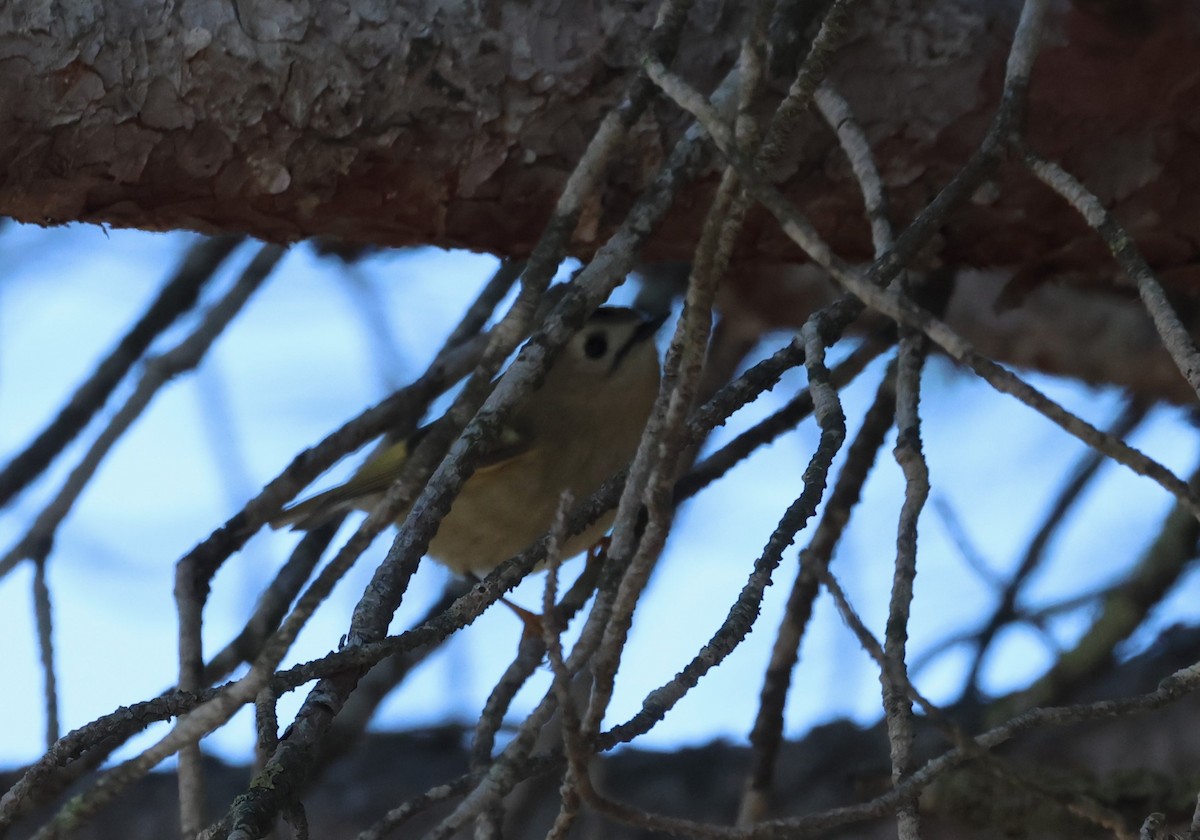 Желтоголовый королёк - ML646201248